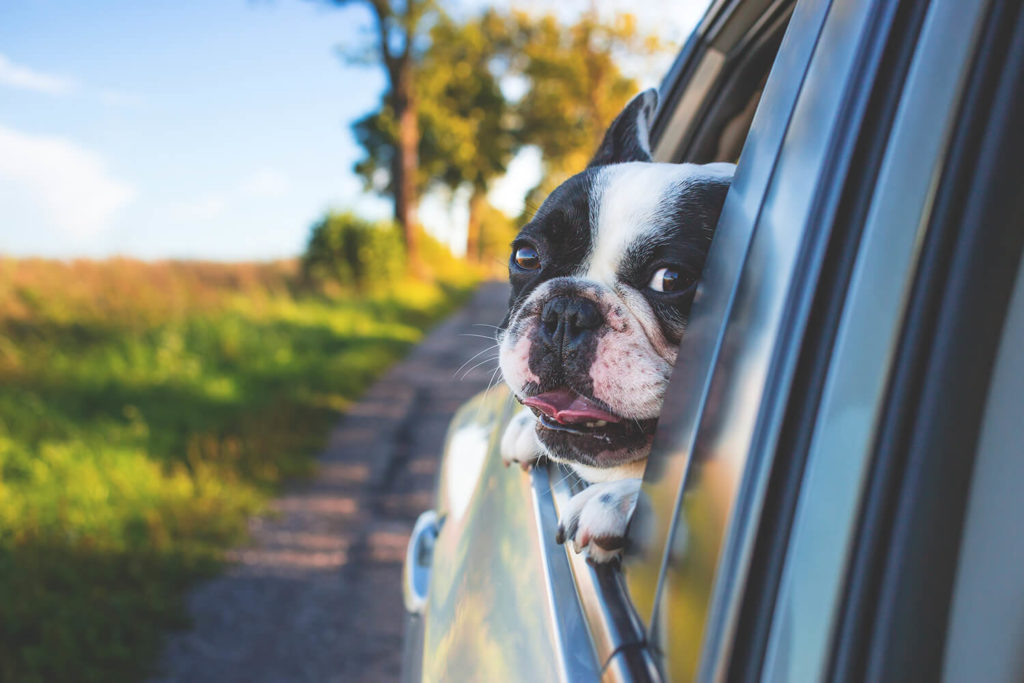 A dog or lovable pet that is not secure in the back seat is prone to get hurt in a car accident. 
